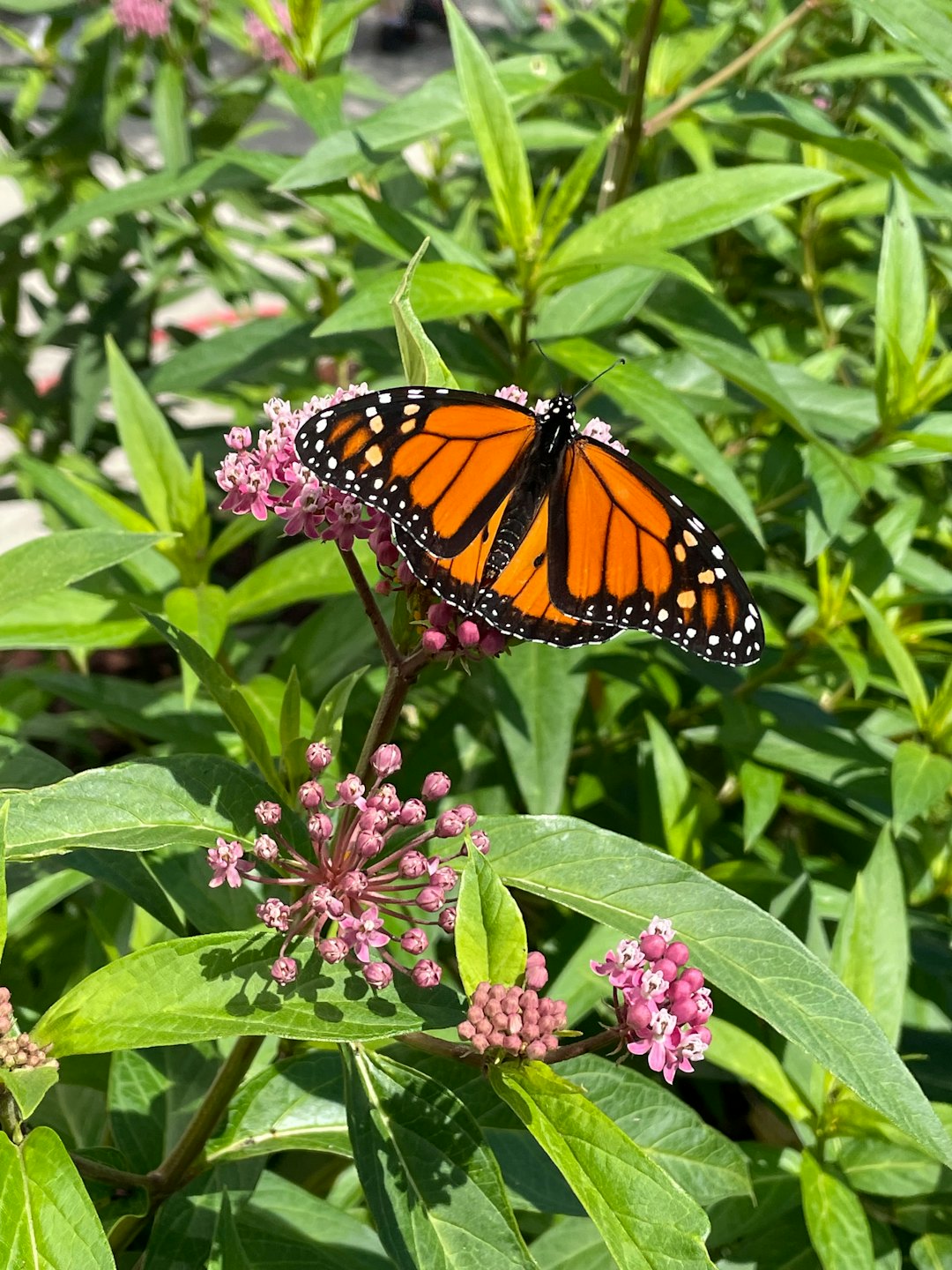 grow native plants in your new jersey garden - buy them here