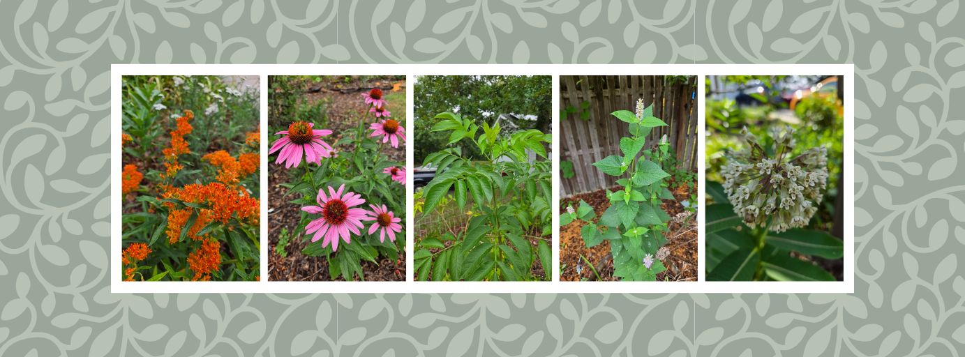 shop new jersey native plants ocean county